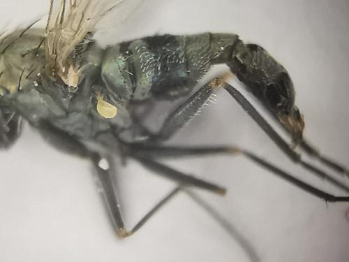 Medetera sp.
